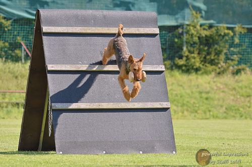 Airedale Terrier Baro von Haus Schirmer